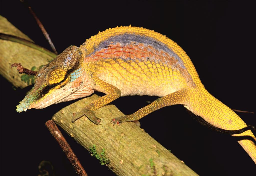 Three new species of Calumma chameleons discovered in Madagascar